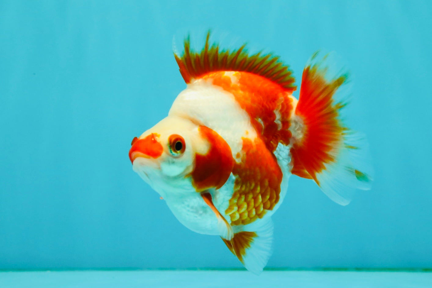 A Grade Red White Ryukin Female 4 inches #050126RK_03