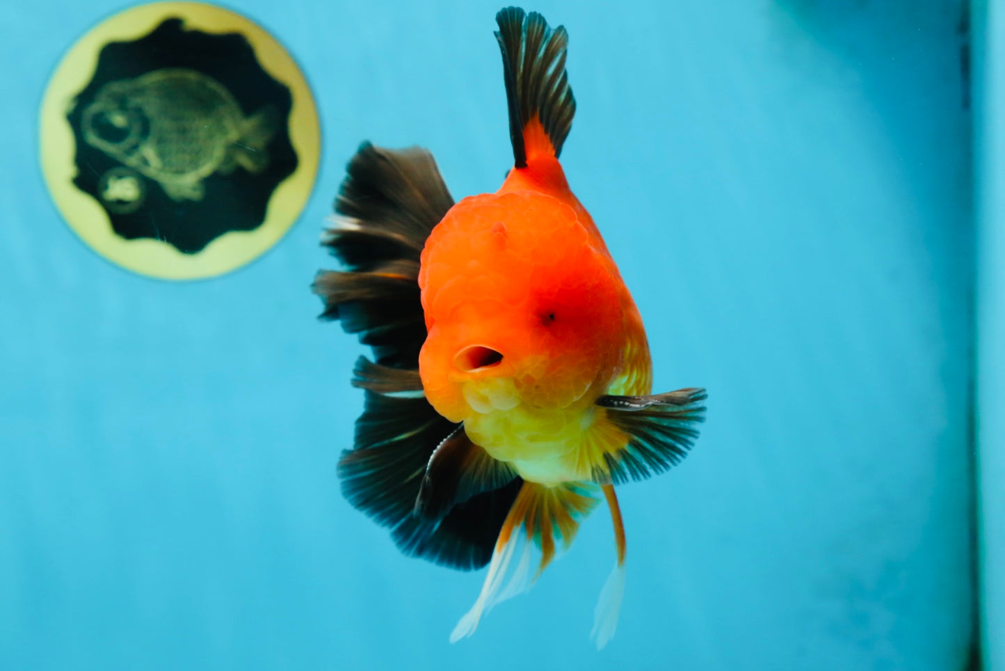 AAA Grade Godzilla Apache Oranda Male 5.5 inches #052325OR_01