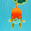 AAA Grade Red Oranda Female 6.5 inches #071026OR_24