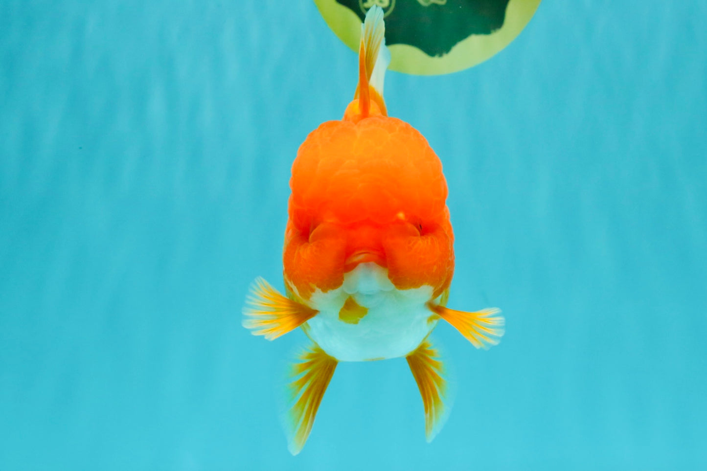 AAA Grade Red Oranda Female 6.5 inches #071026OR_24