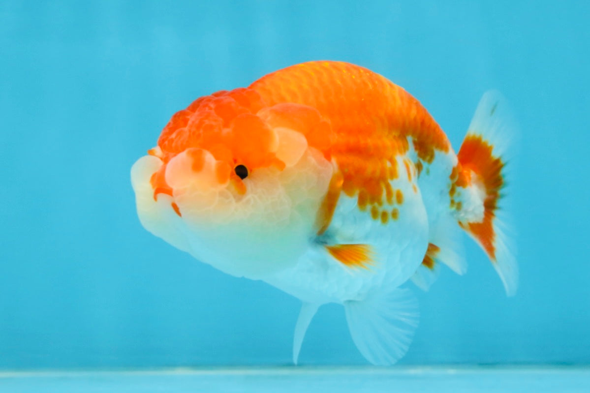 A Grade Red White LionQueen 4 inches #112125LC_10