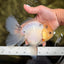 BEAUTY AAA Grade Sakura Oranda Male 6.5 inches #081426OR_03