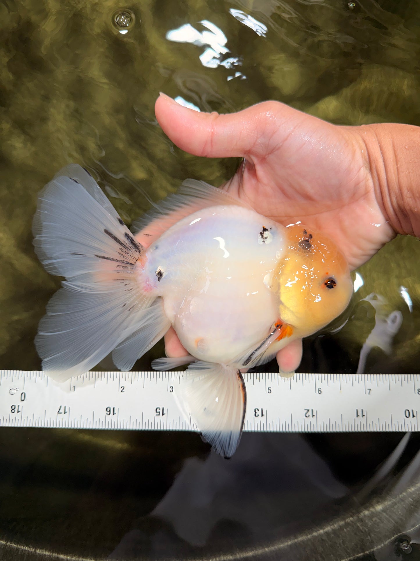 BEAUTY AAA Grade Sakura Oranda Male 6.5 inches #081426OR_03