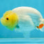 AAA Grade Young Lemonhead LionQueen 4 inches #101025LC_06