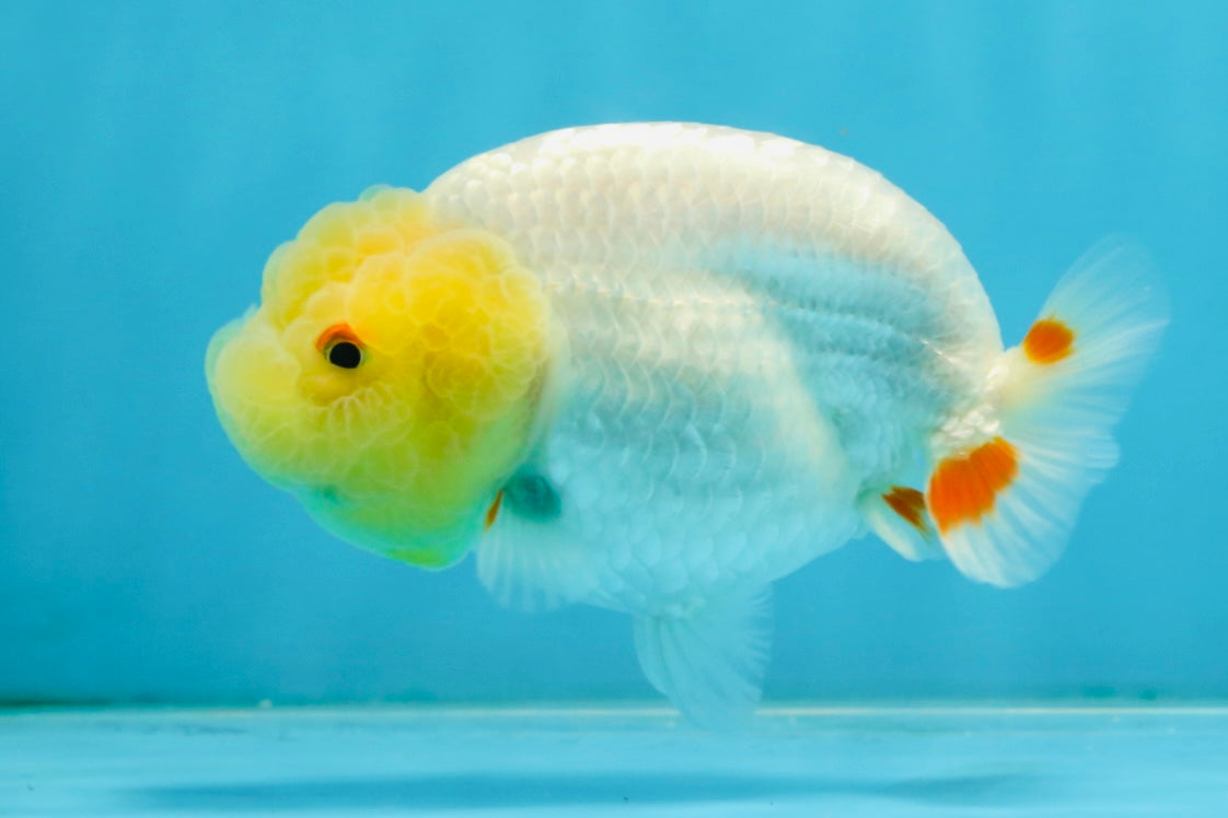 AAA Grade Young Lemonhead LionQueen 4 inches #101025LC_06