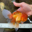 AAA Grade Orange Oranda Male 6.5 inches #062725OR_16
