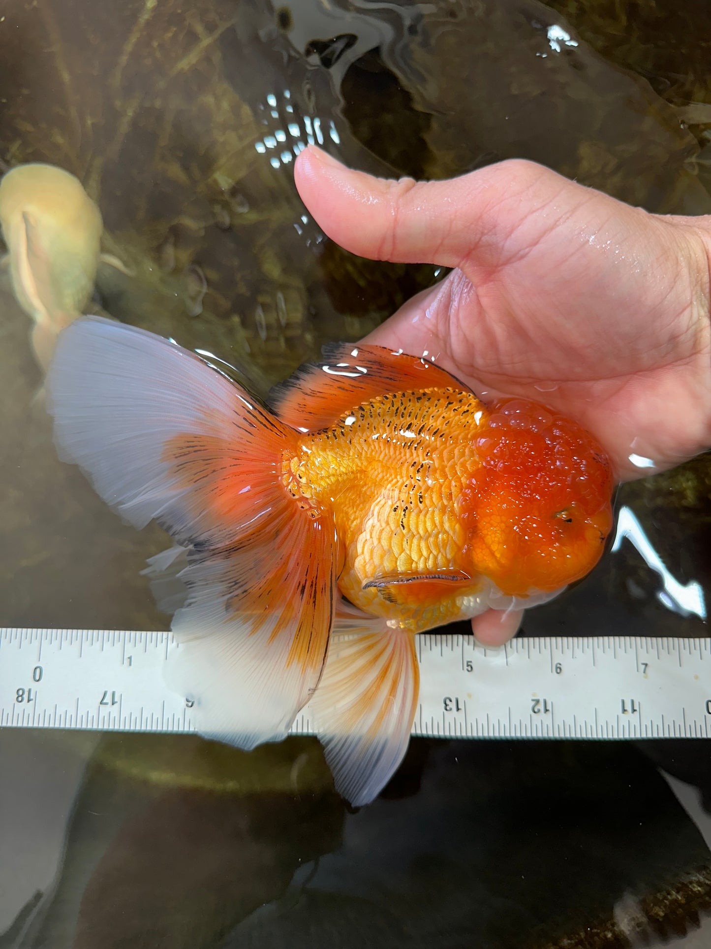 AAA Grade Orange Oranda Male 6.5 inches #062725OR_16