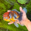 FLUFFY A Grade Calico Oranda Male 7 inches #041026OR_04