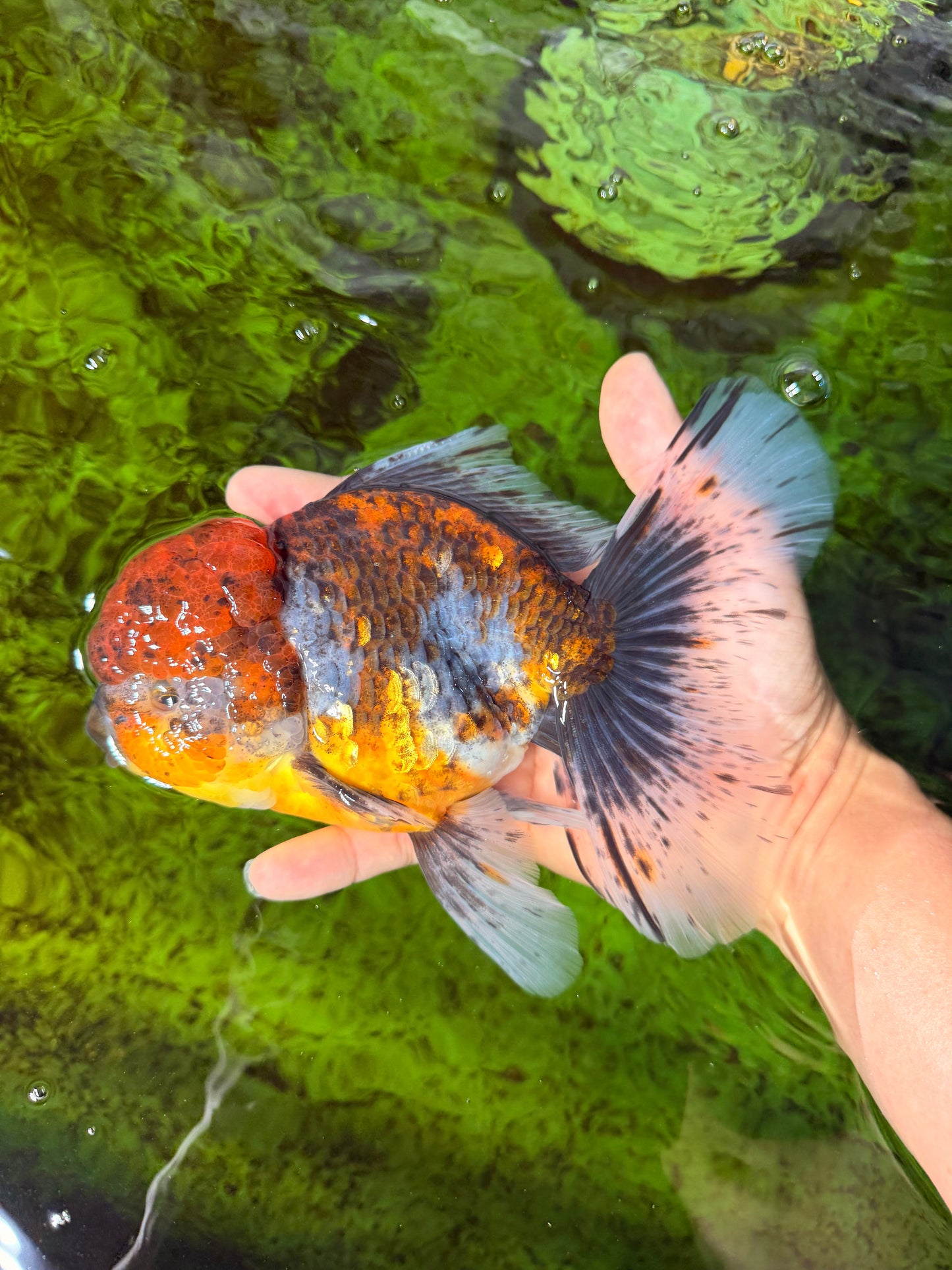 FLUFFY A Grade Calico Oranda Male 7 inches #041026OR_04