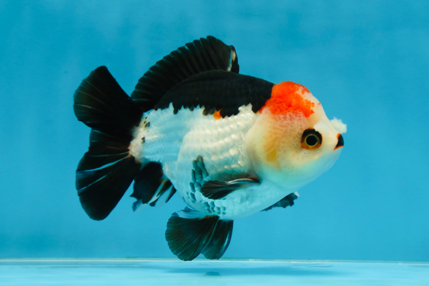 Puppy Pompom Tricolor Yuanbao Male 4.5 inches #071125YB_15