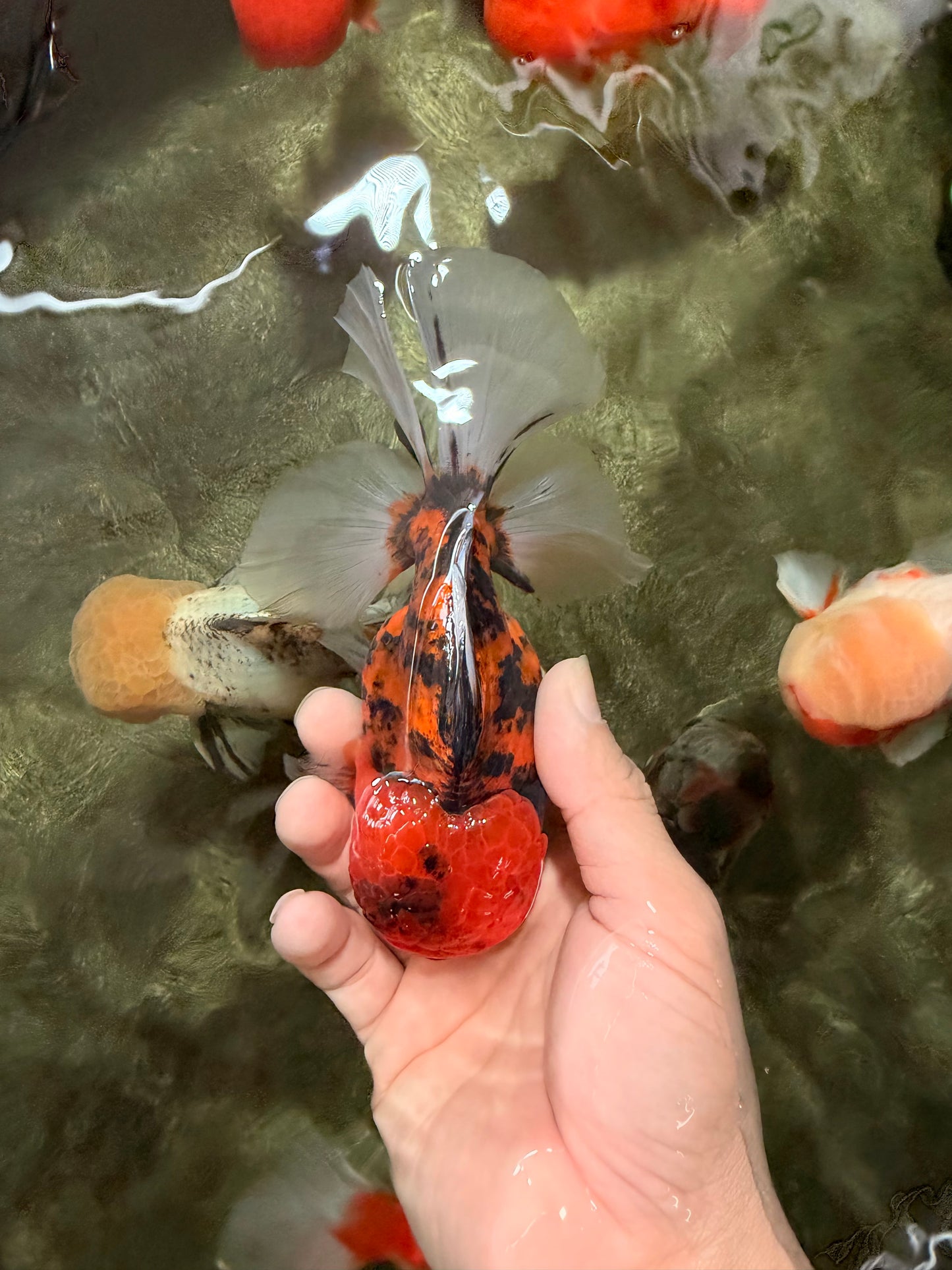 A Grade Tiger Oranda Male 5.5 inches #062626OR_26