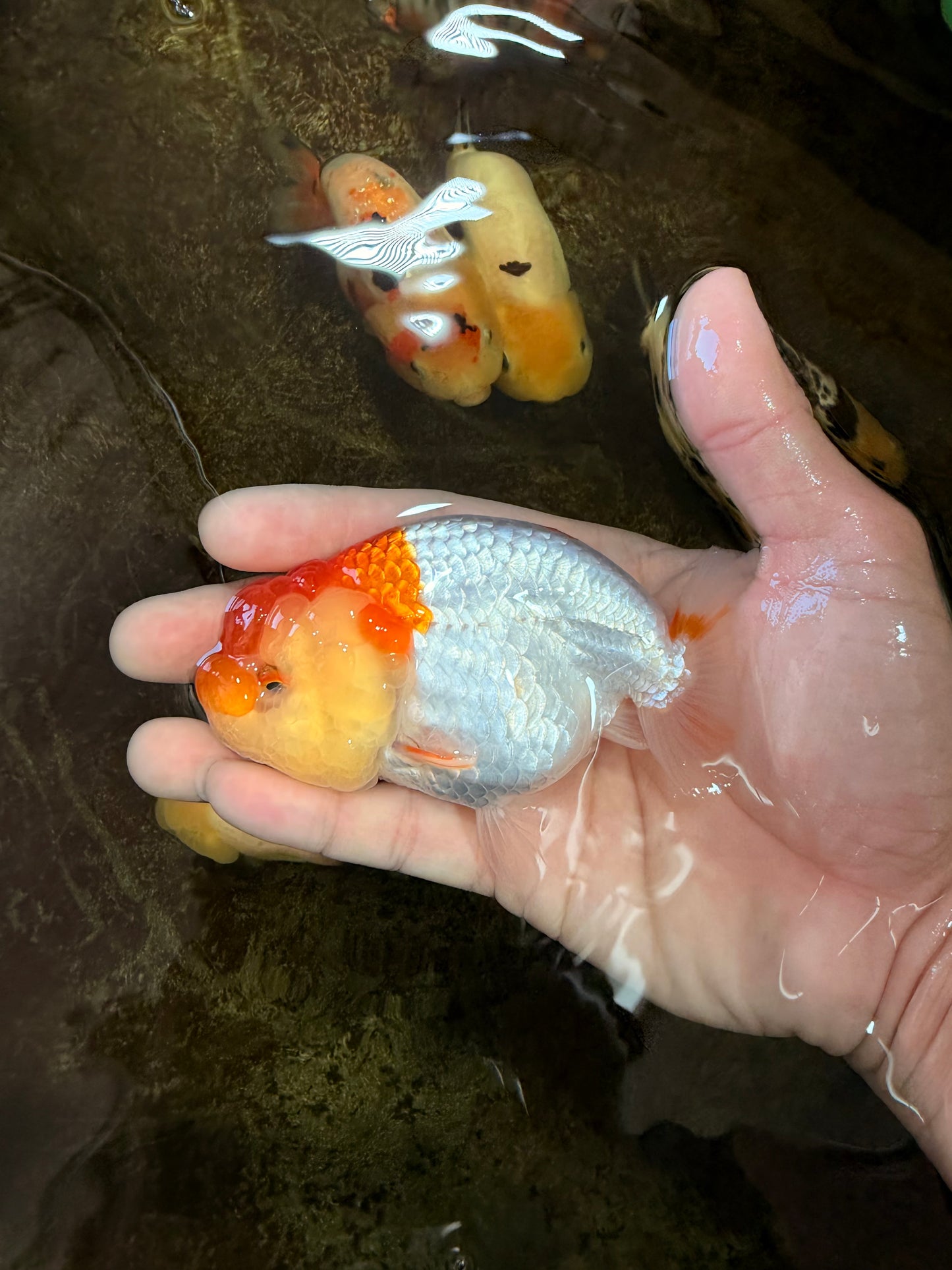 AAA Grade Young Red White Kohaku LionQueen 4 inches #101025LC_09