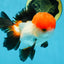 A Grade Tricolor Oranda Male 4.5 inches #060625OR_25