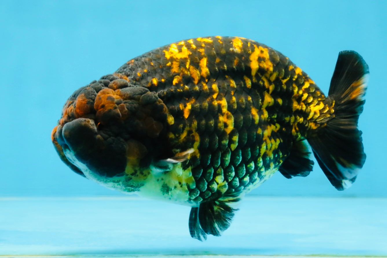 A Grade Tiger LionKing 4.5-5 inches #110725LC_17