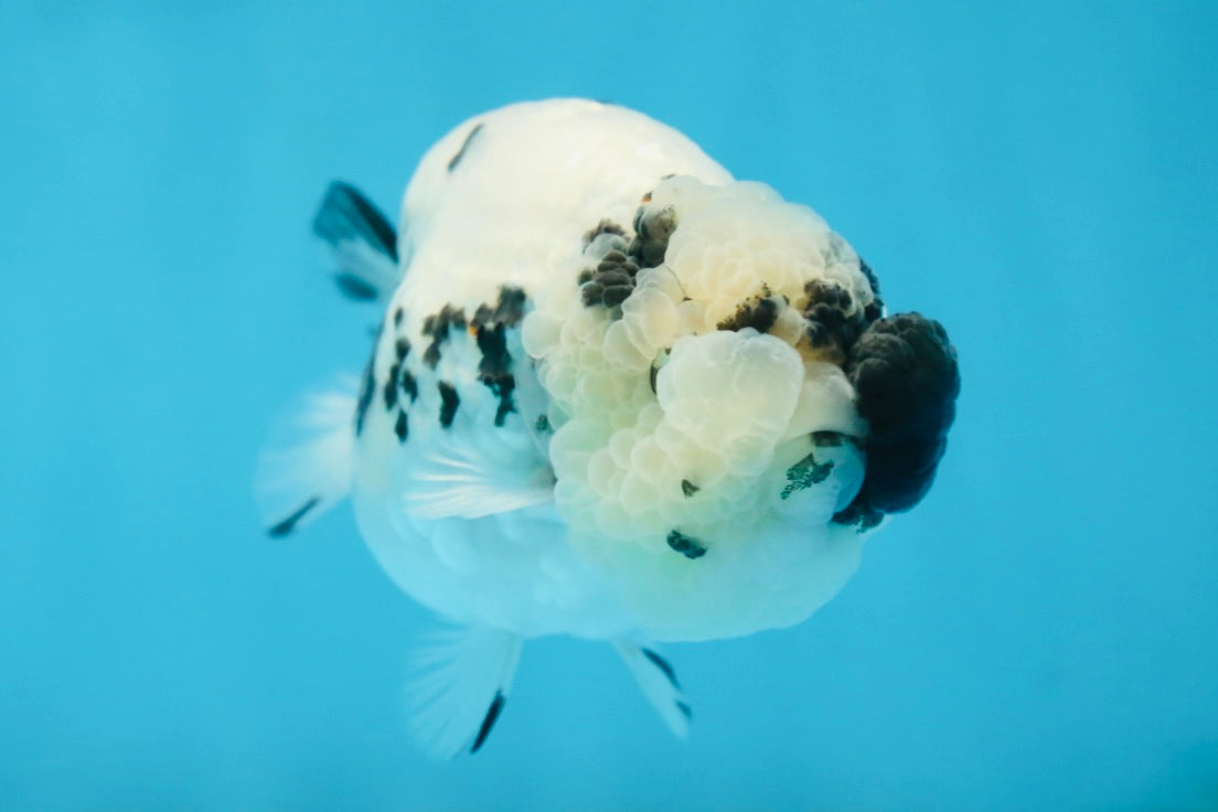 SPECIAL YIN-YANG AAA Grade Cow LionQueen 4 inches #081525LC_03