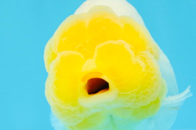 SUPER CUTE AAA Grade White LionKing 4 inches #022026LC_18