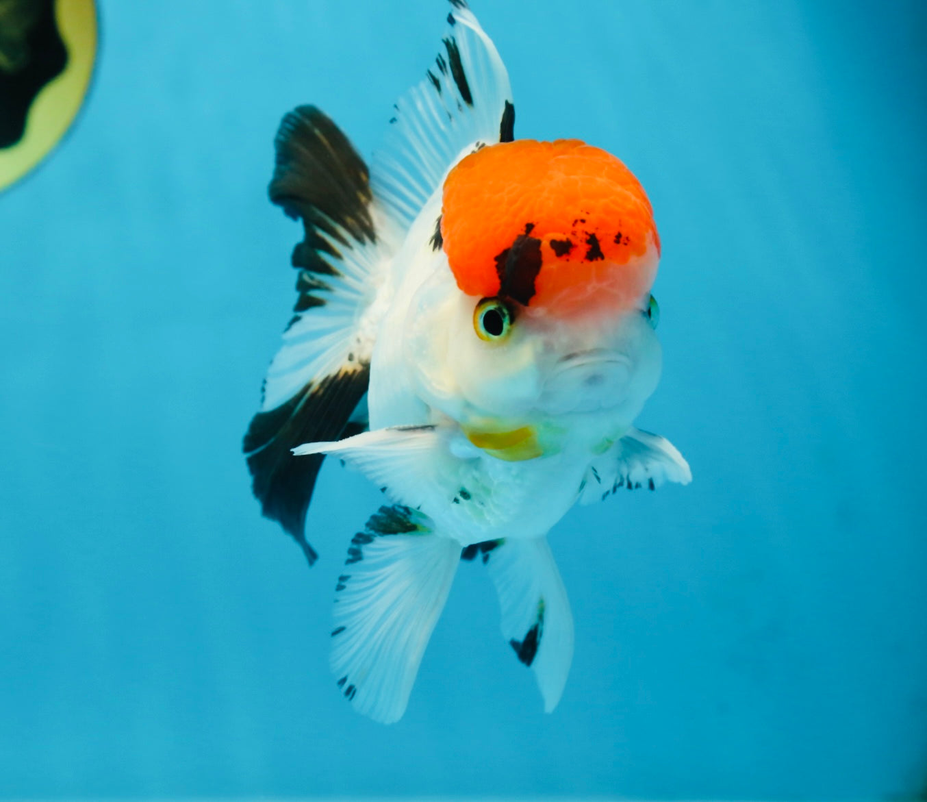 A Grade Red Head Tricolor Oranda Male 4.5 inches #053025OR_19