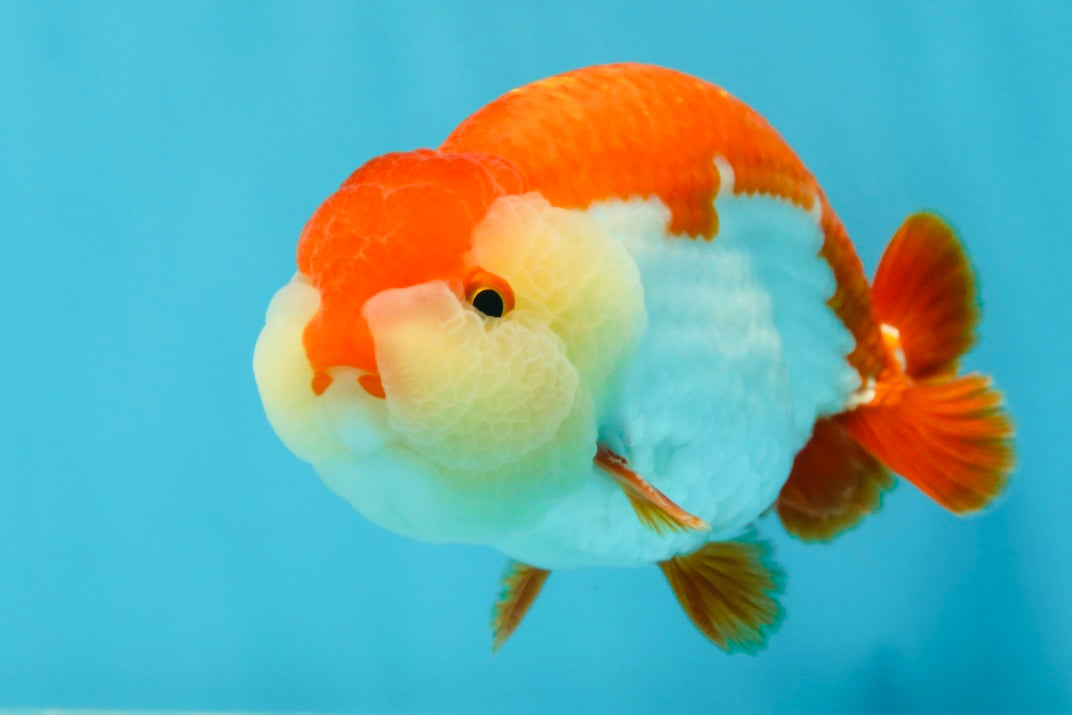 AAA Grade Red White LionKing 4.5 inches #050925LC_14