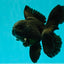 A Grade Black Oranda Male 5 inches #102326OR_13