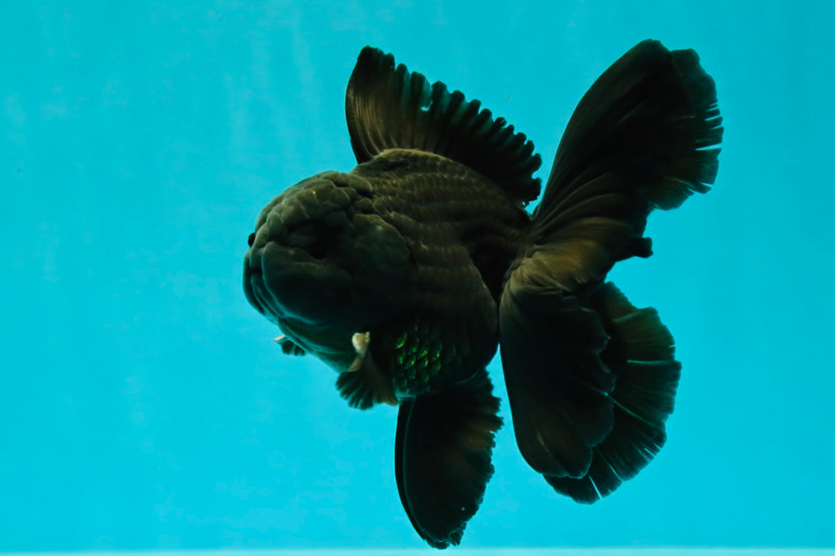 A Grade Black Oranda Male 5 inches #102326OR_13