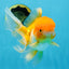 Orange White Oranda Female 5.5 inches #071125OR_07