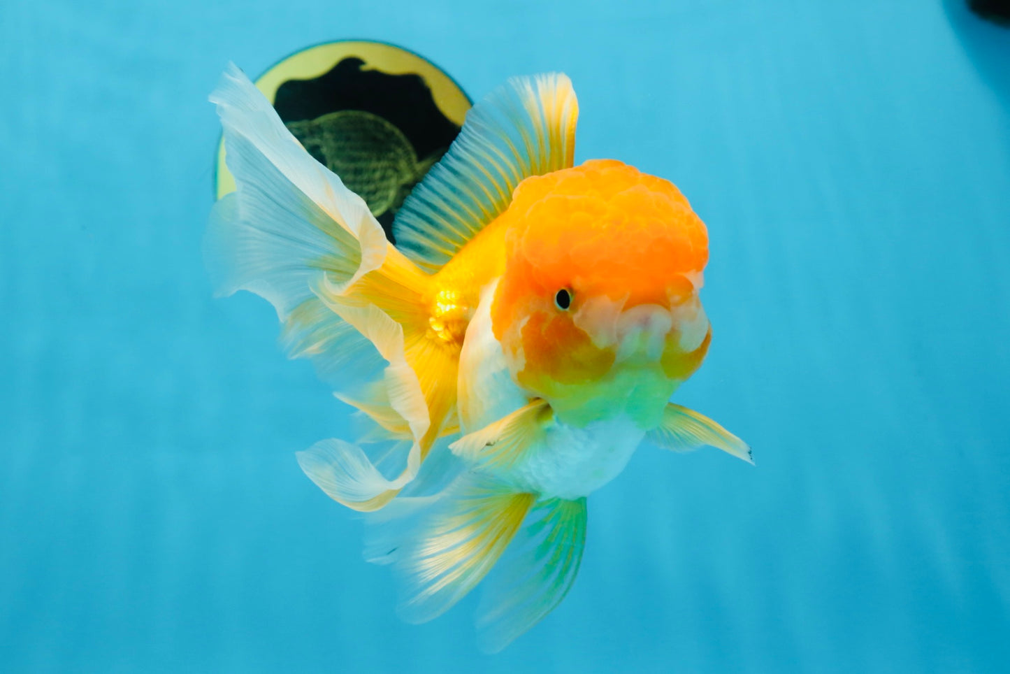 Orange White Oranda Female 5.5 inches #071125OR_07