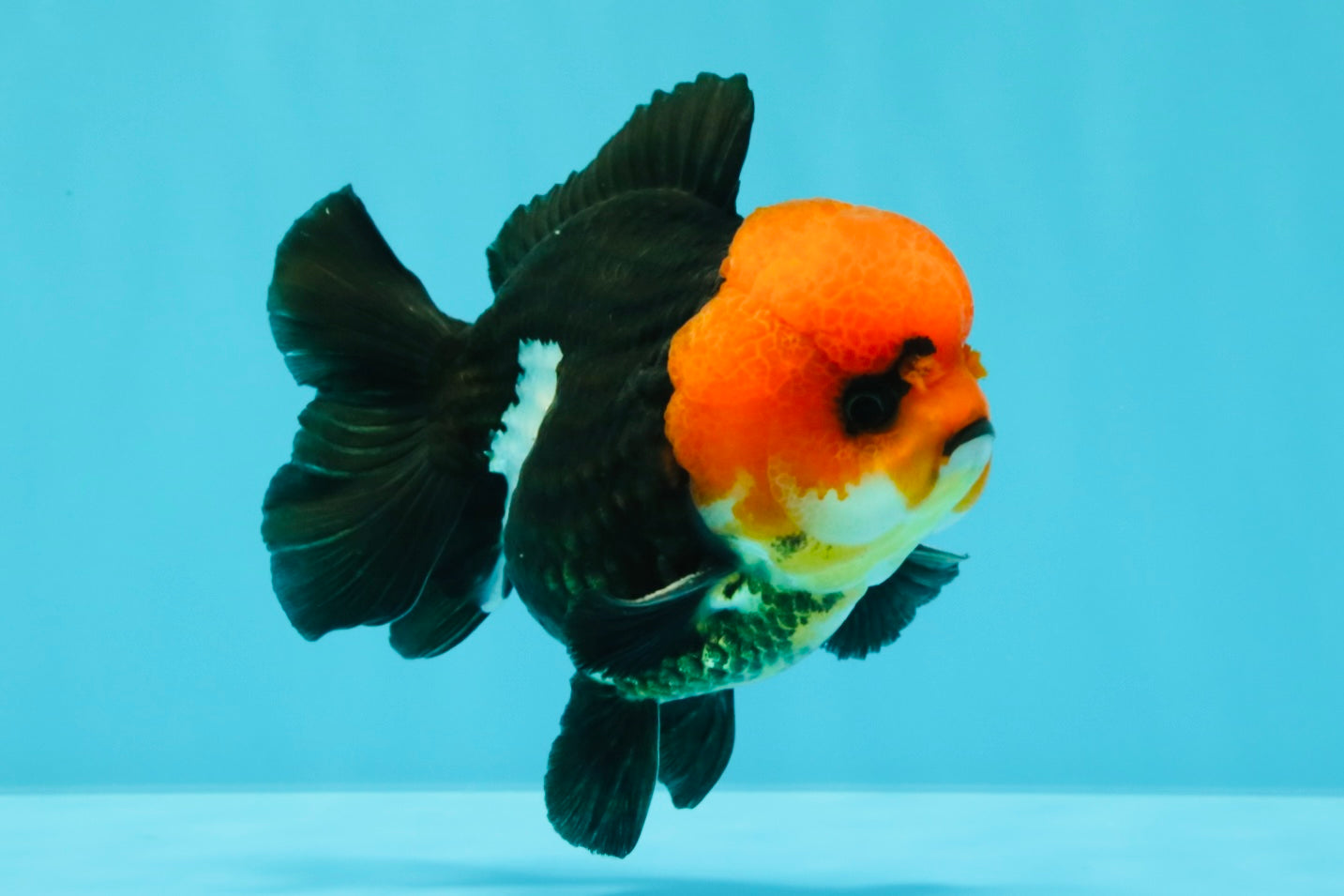 A Grade Red Head Button Eyes Tricolor Yuanbao Male 4-4.5 inches #031326YB_16