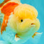 FLUFFY A Grade Red White Oranda Male 6-6.5 inches #071026OR_28
