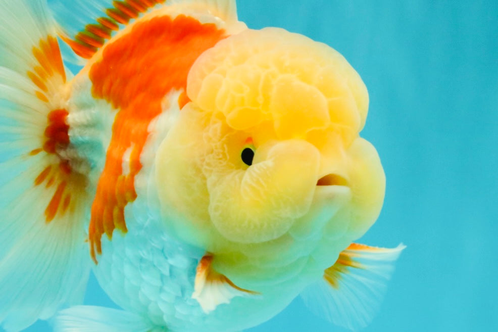 FLUFFY A Grade Red White Oranda Male 6-6.5 inches #071026OR_28