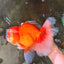 JUMBO AAA Grade Red White Oranda Male 8.5 inches #071726OR_01