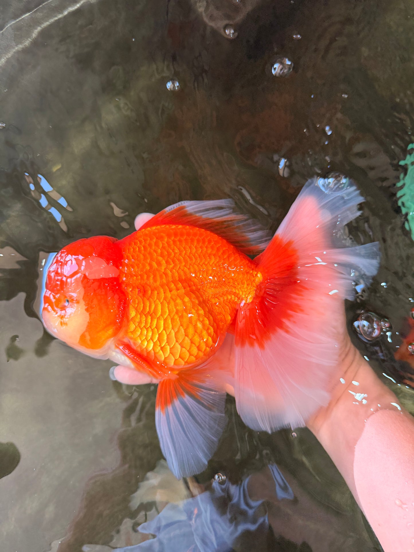 JUMBO AAA Grade Red White Oranda Male 8.5 inches #071726OR_01