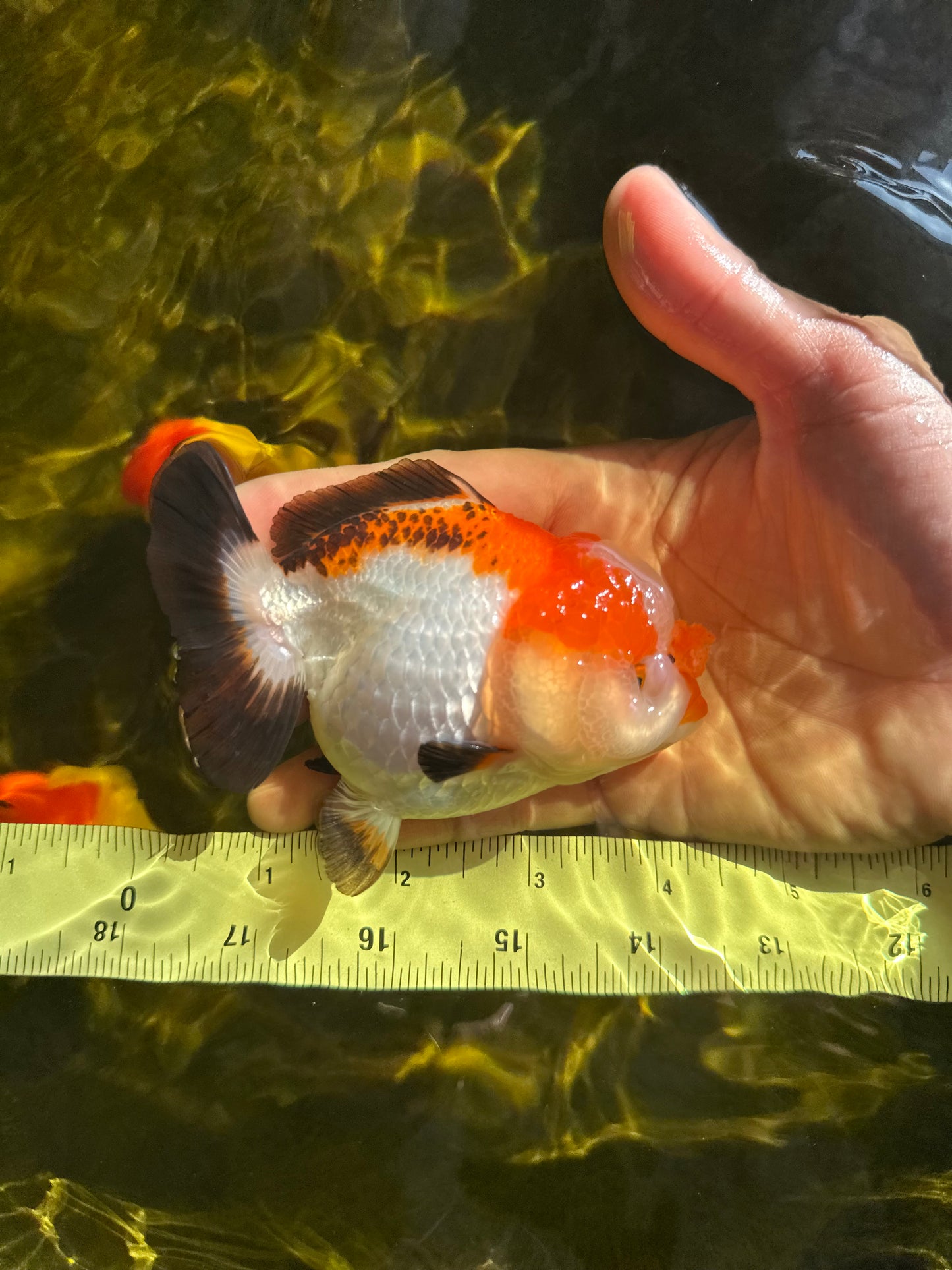 Pompom Tricolor Yuanbao Female 4 inches #050925YB_28