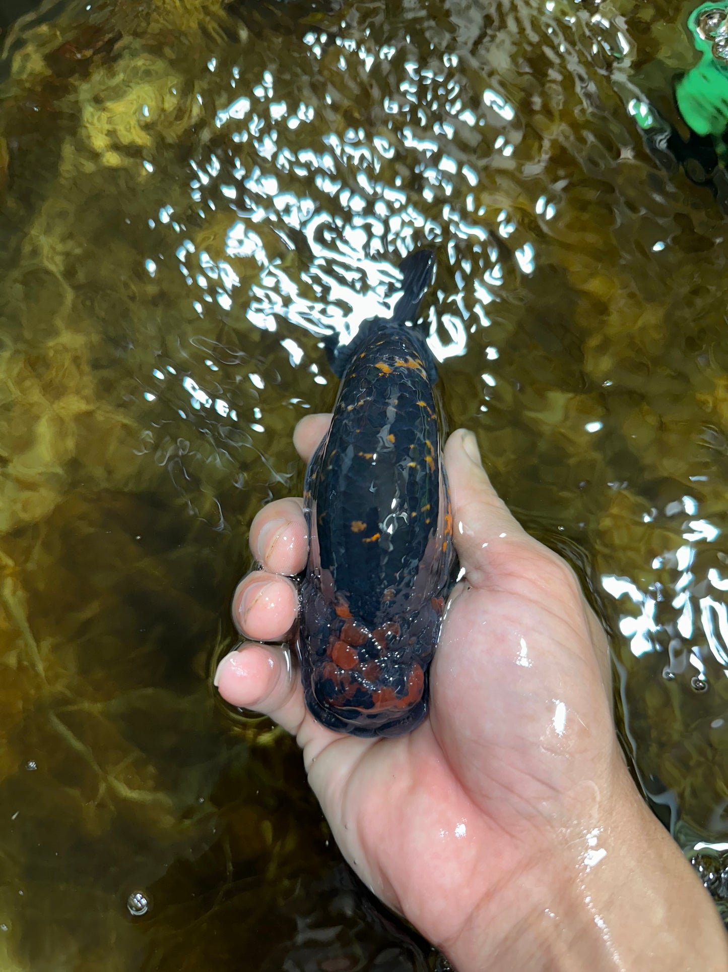 AAA Grade SPECIAL Tiger LionKing 5 inches #082925LC_02