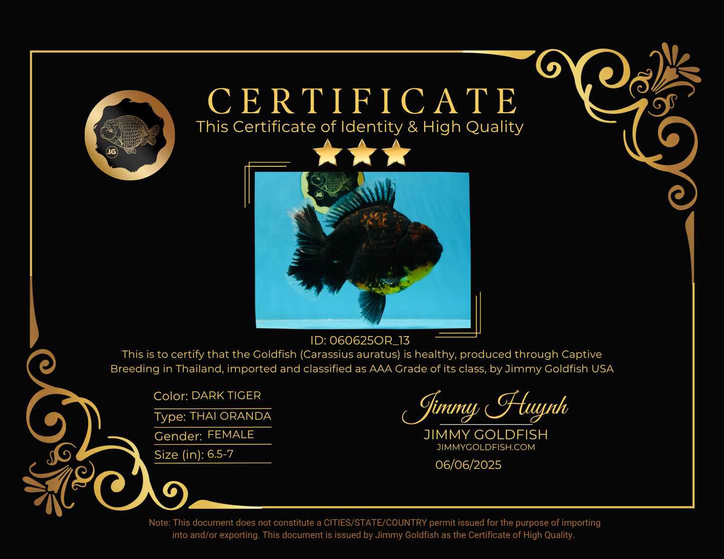 AAA Grade Dark Tiger Godzilla Oranda Female 6.5-7 inches #060625OR_13