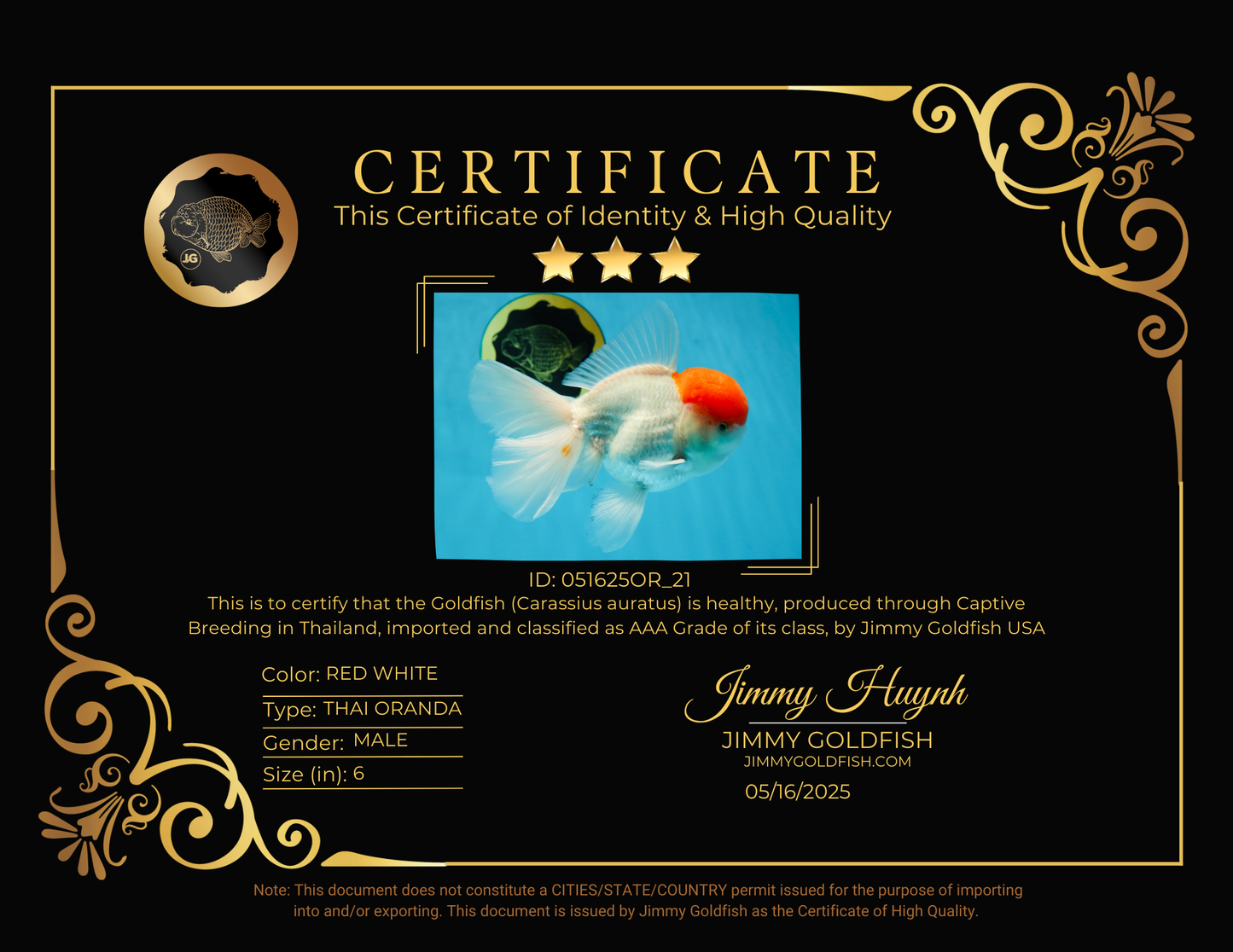 AAA BEST Grade Red White Oranda Male 6 inches #051625OR_21