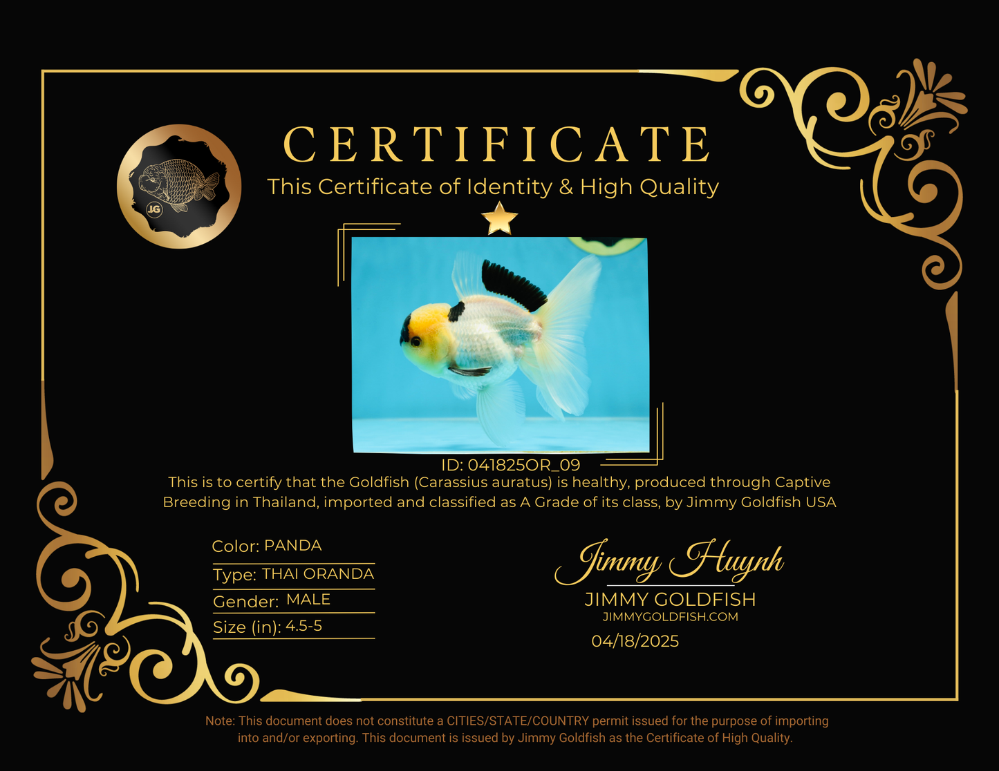 PUPPY FACE A Grade Panda Oranda Male 4.5-5 inches #041825OR_09