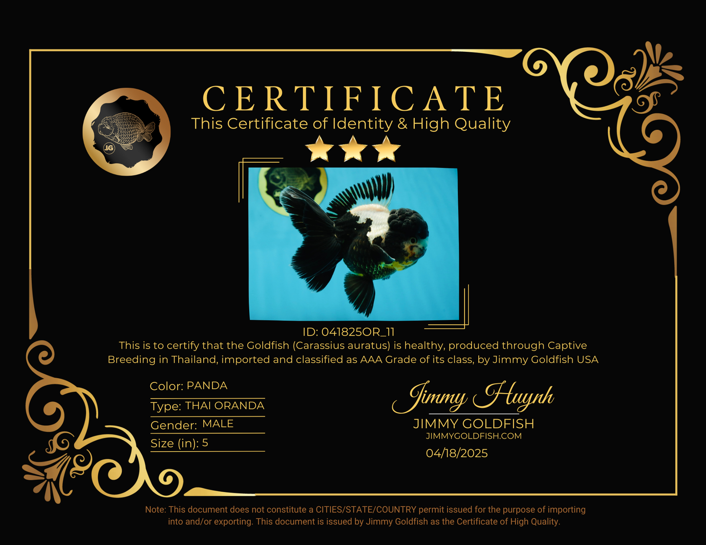 ONE OF A KIND AAA Grade Onyx Panda Oranda Male 5 inches #041825OR_11