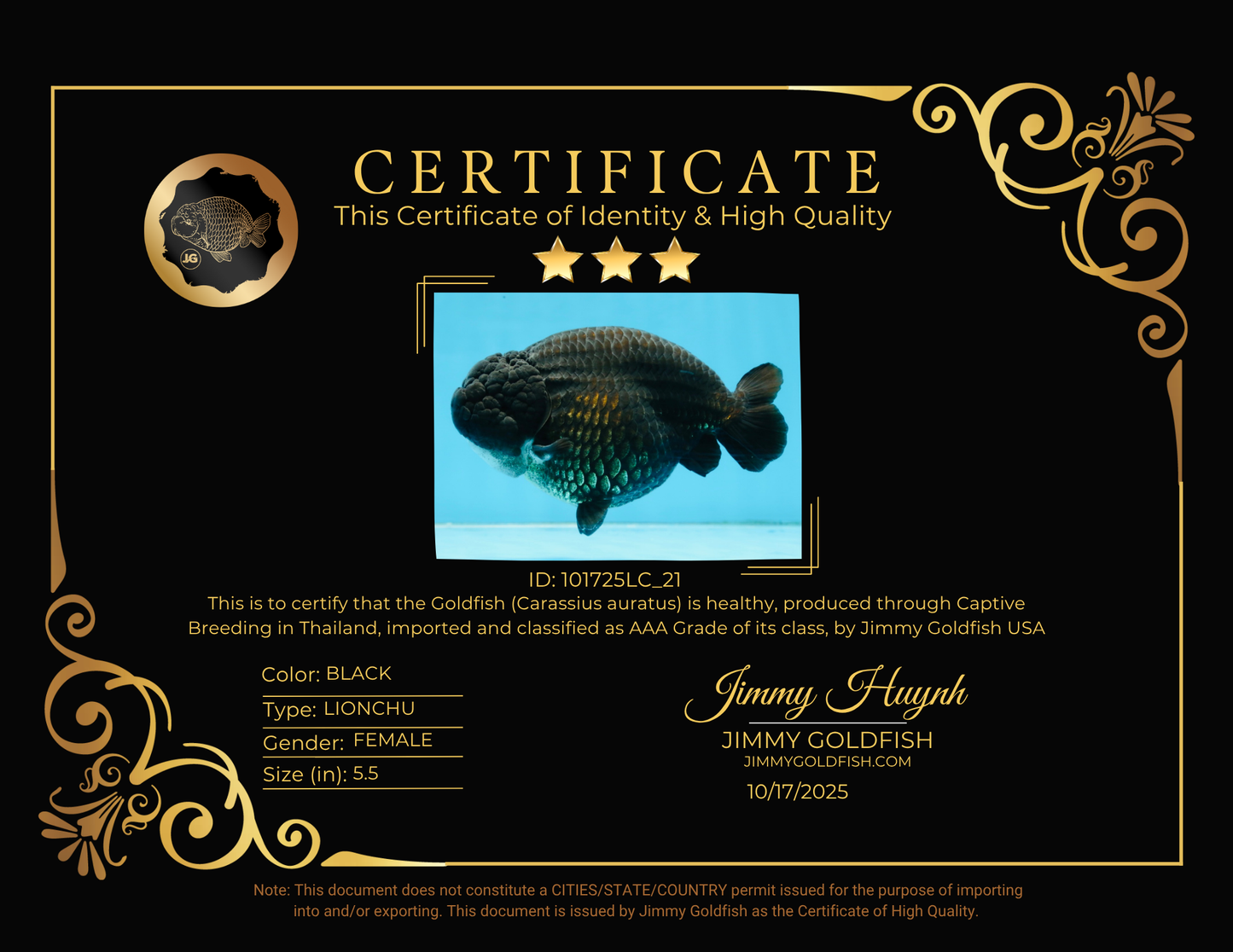 AAA Grade Black Strong Body Structure LionQueen 5.5 inches #101725LC_21