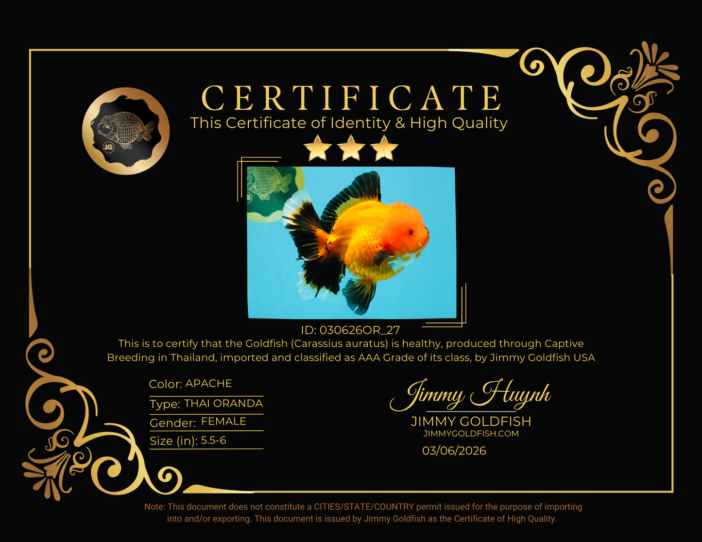 CHARLIE CHAPLIN AAA Grade Apache Oranda Female 5.5-6 inches #030626OR_27