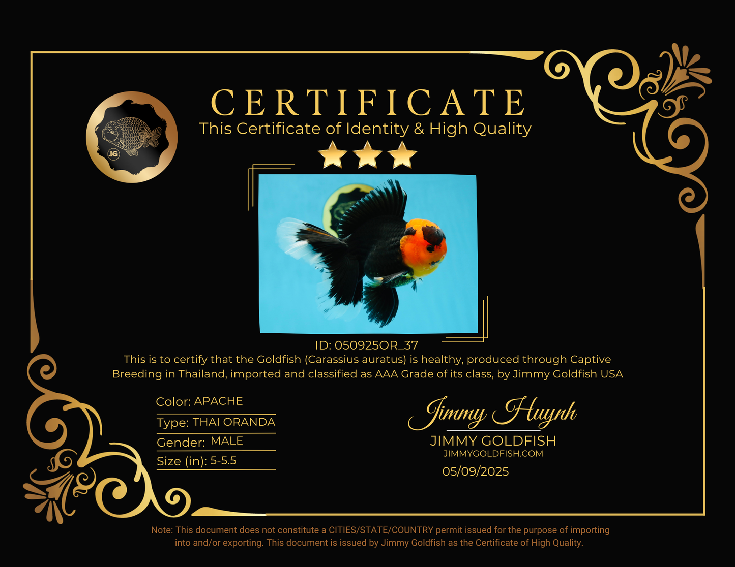 AAA Grade Apache Oranda Male 5-5.5 inches #050925OR_37