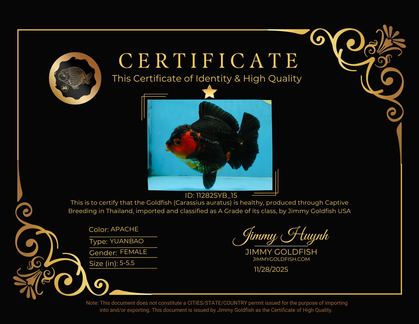 A Grade Apache Yuanbao Female 5-5.5 inches #112825YB_15