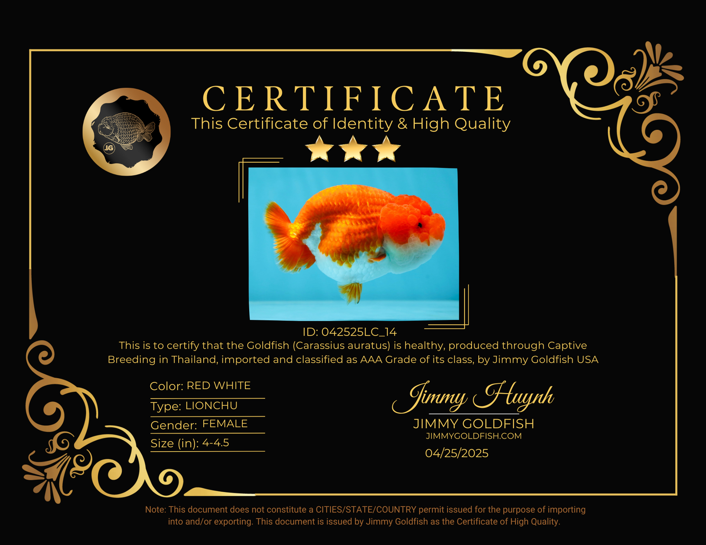 AAA Grade Red White LionQueen 4-4.5 inches #042525LC_14