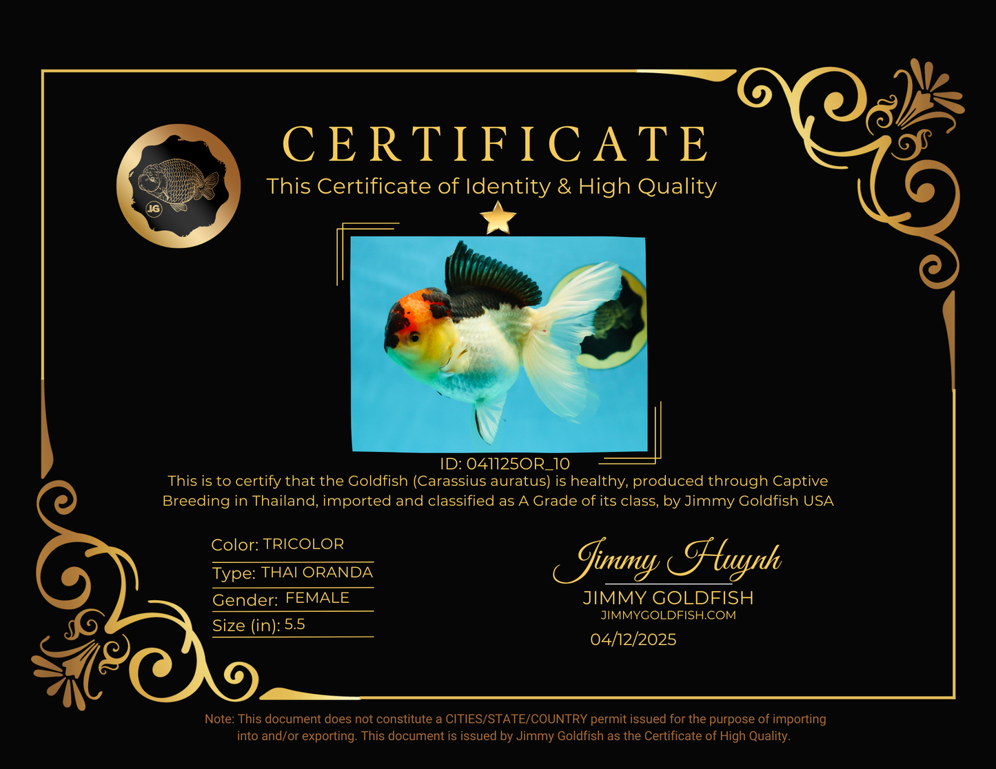 A Grade Lava Tricolor Oranda Female 5.5 inches #041125OR_10