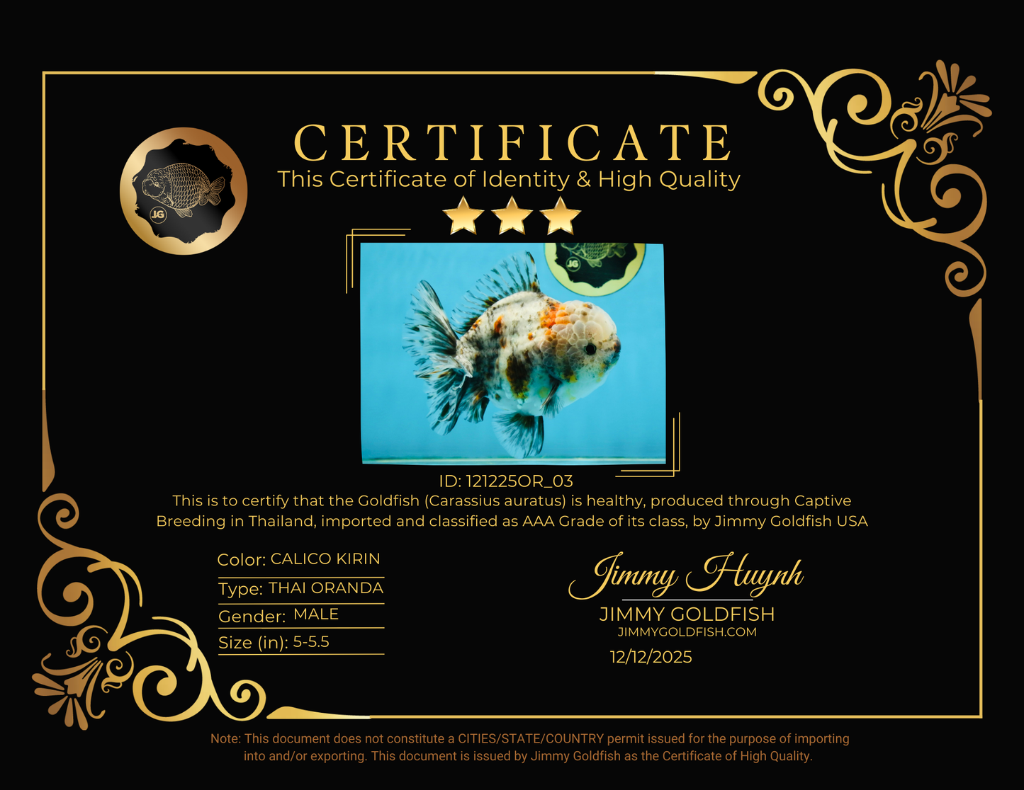 CHONKY AAA Grade Calico Kirin Oranda Male 5-5.5 inches #121225OR_03