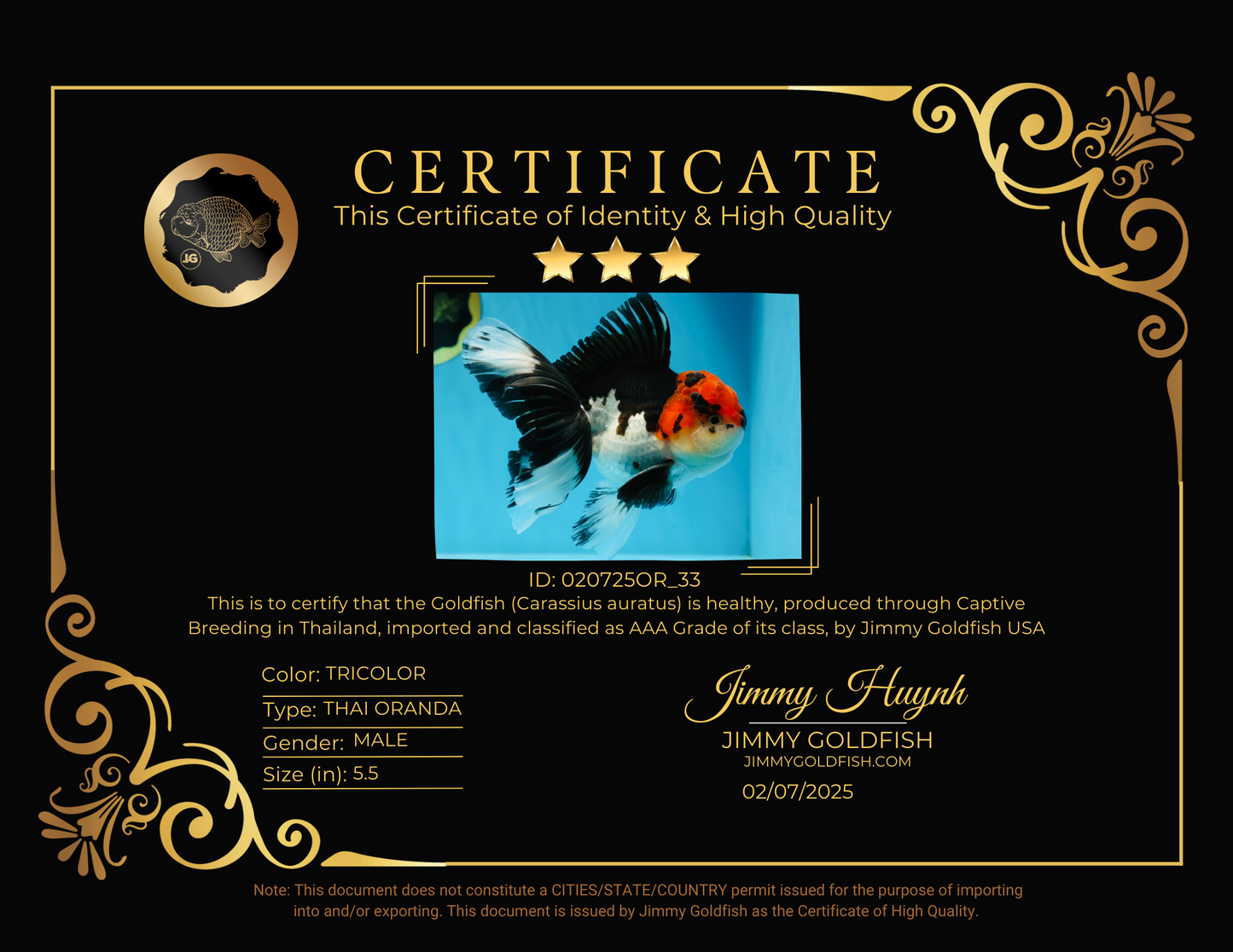 AAA Grade Mustache Tricolor Oranda Male 5.5 inches #020725OR_33