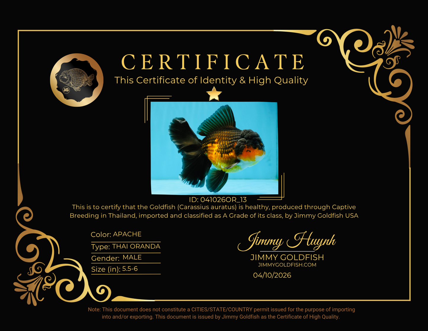 CHONKY A Grade Apache Oranda Male 5.5-6  inches #041026OR_13