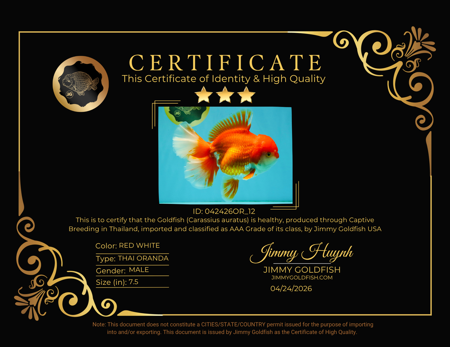 JUMBO AAA Grade Red White Oranda Male 7.5 inches #042426OR_12