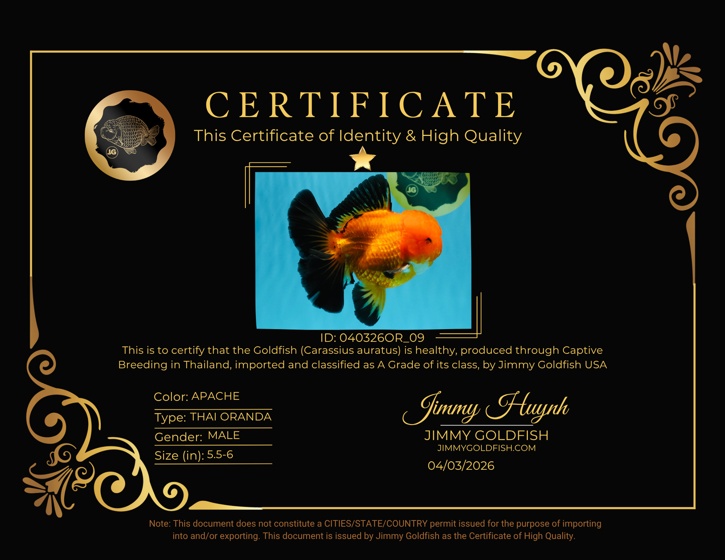 CHONKY A Grade Apache Oranda Male 5.5-6 inches #040326OR_09