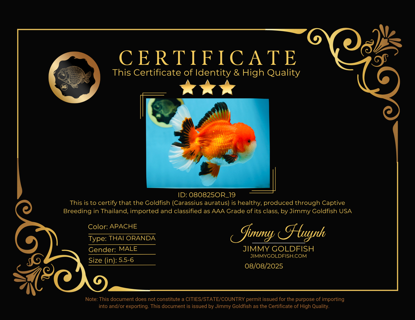 AAA Grade CHUBBY CHEEK Apache Oranda Male 5.5-6 inches #080825OR_19