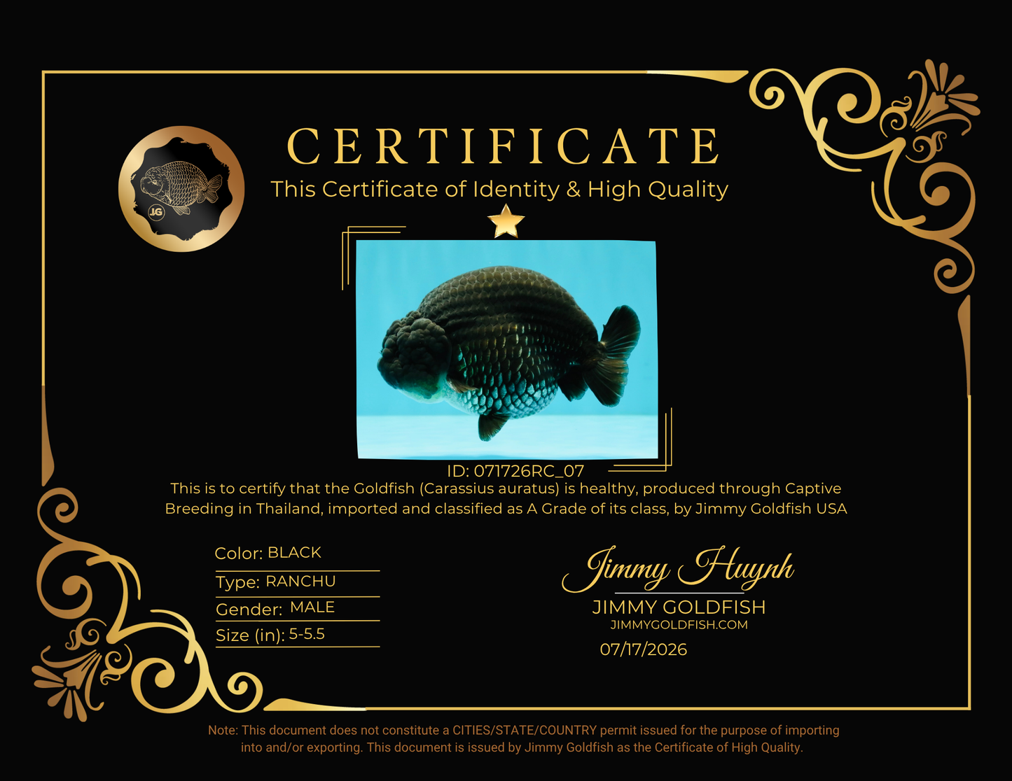 A Grade Black Ranchu Male 5-5.5 inches #071726RC_07